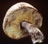 Leccinum discolor image