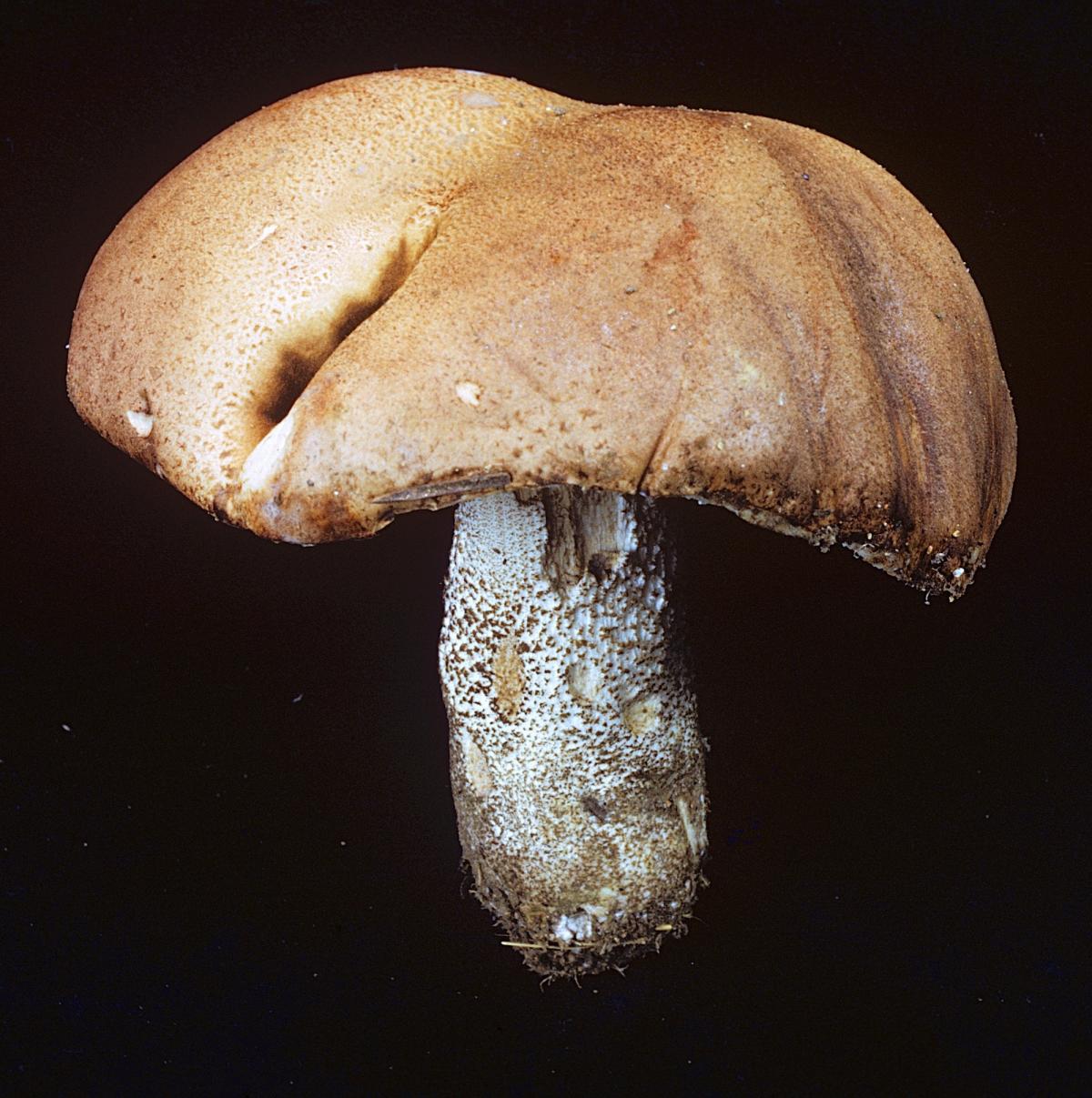 Leccinum image