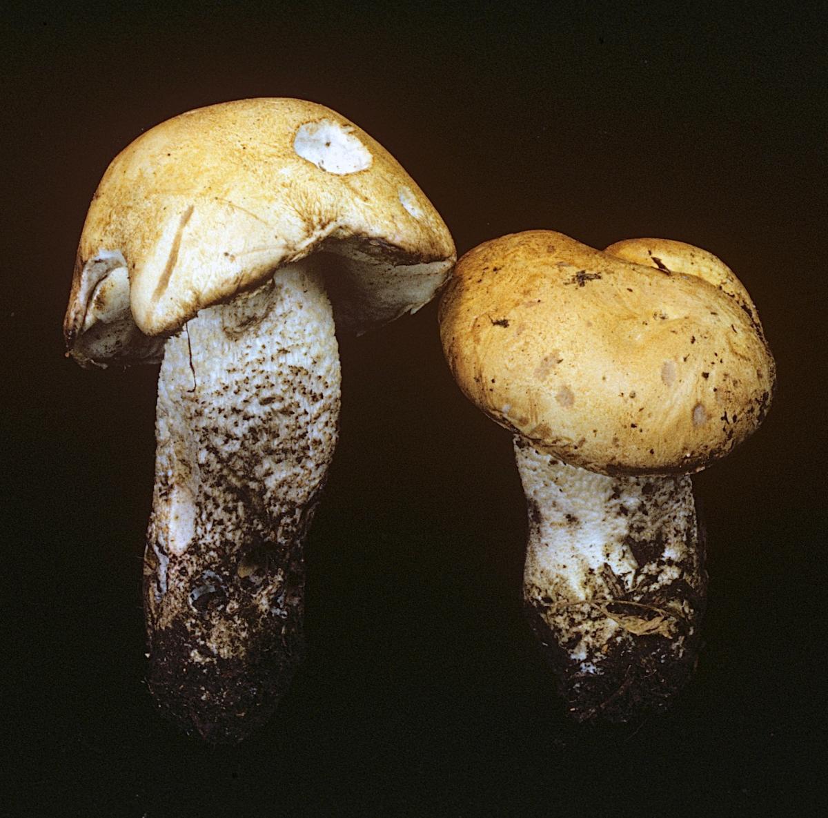 Leccinum image