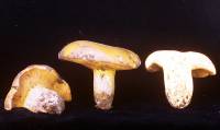 Suillus wasatchicus image