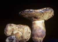 Tylopilus indecisus image