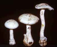 Amanita ocreata image