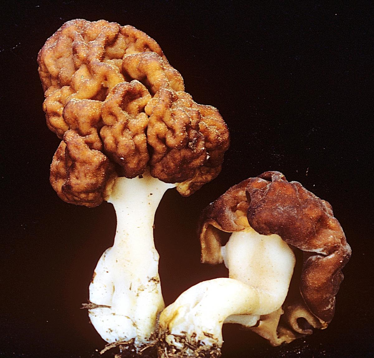 Gyromitra esculenta image