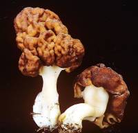 Image of Gyromitra esculenta