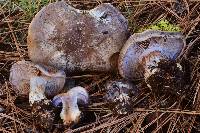 Cortinarius glaucopus image