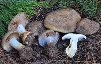 Cortinarius glaucopus image