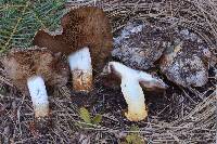 Cortinarius glaucopus image