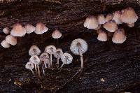 Mycena bulliformis image