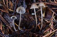 Mycena leptocephala image