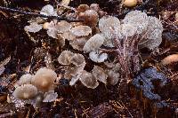 Mycena maculata image