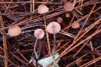 Mycena rosella image