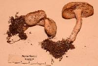 Clitocybe albirhiza image