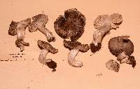 Tricholoma moseri image