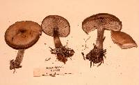 Clitocybe glacialis image