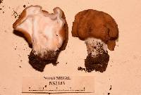 Gyromitra montana image