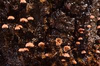 Phaeomarasmius rimulincola image