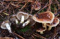 Pholiota brunnescens image