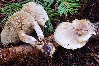 Pholiota decorata image