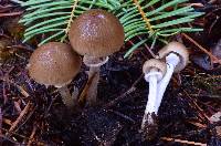 Psathyrella longistriata image