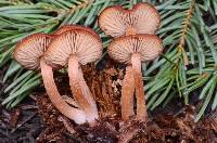 Rhodocybe nitellina image