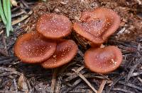 Rhodocybe nitellina image