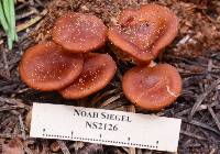 Rhodocybe nitellina image