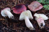 Russula queletii image