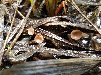 Sclerotinia sulcata image