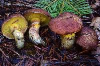 Suillus lakei image