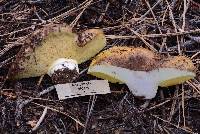 Suillus pseudobrevipes image