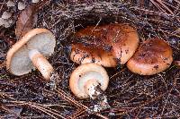 Tricholoma fracticum image