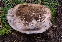 Tricholoma vernaticum image