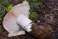 Tricholoma vernaticum image