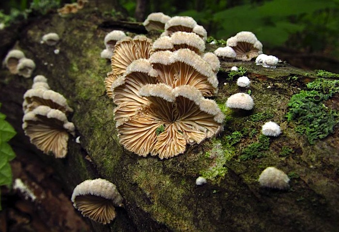 Schizophyllum image