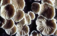 Schizophyllum commune image