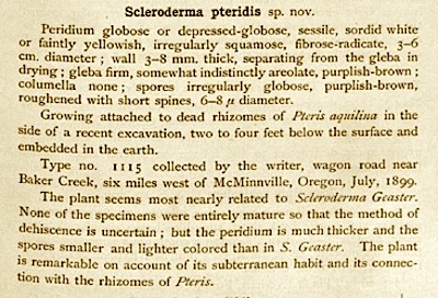 Scleroderma pteridis image