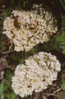 Tremellodendron pallidum image