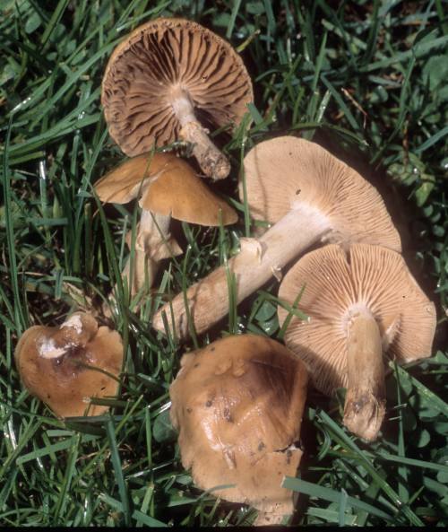 Agrocybe erebia image