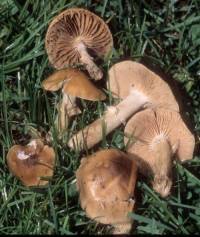 Image of Agrocybe erebia