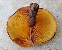 Gymnopilus aeruginosus image