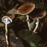 Leratiomyces squamosus image