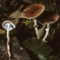 Leratiomyces squamosus var. thraustus image