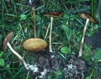 Agrocybe arvalis image