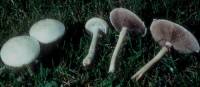 Agrocybe molesta image