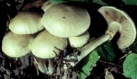 Agrocybe praecox image