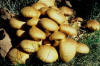 Gymnopilus validipes image