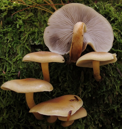 Hypholoma image