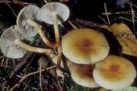 Hypholoma capnoides image