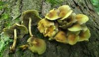 Hypholoma fasciculare var. fasciculare image