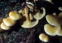 Hypholoma fasciculare var. fasciculare image